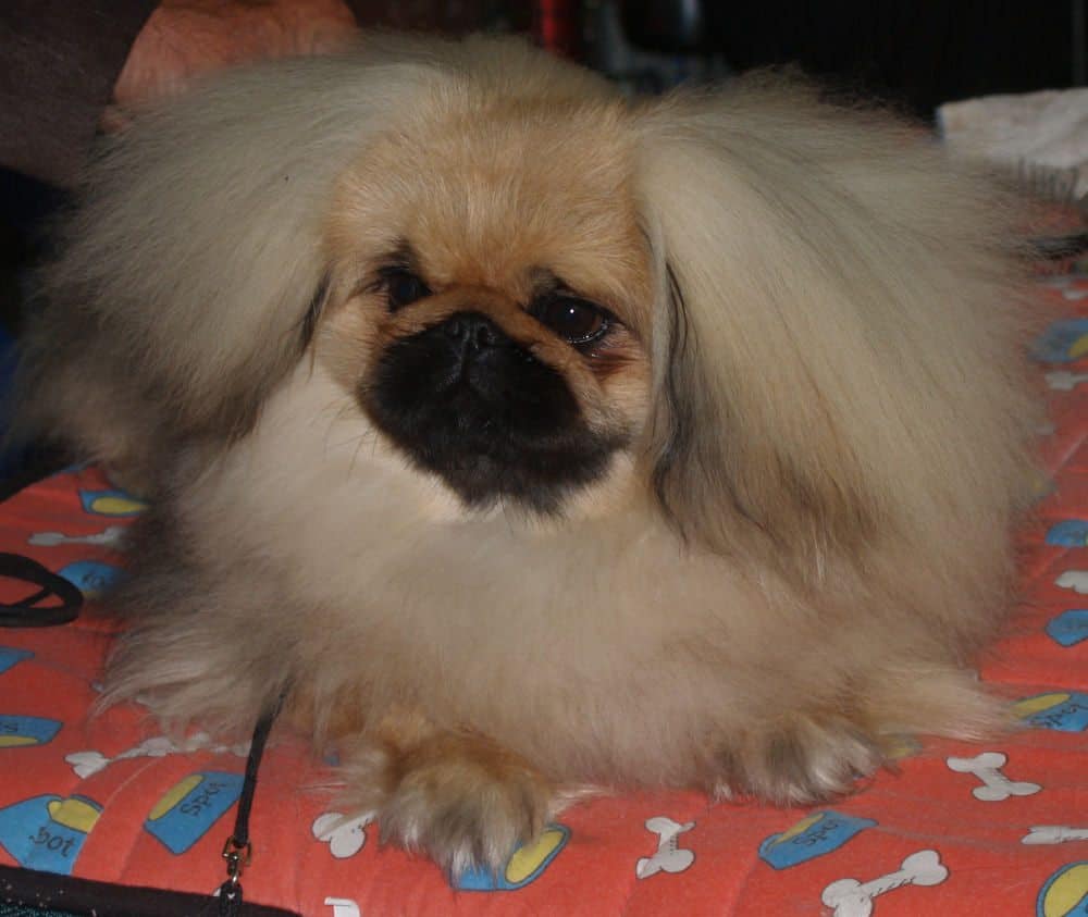 Pekingese dog