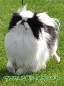 Japanese Chin