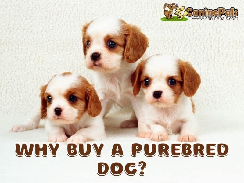 Why Buy a Purebred Dog