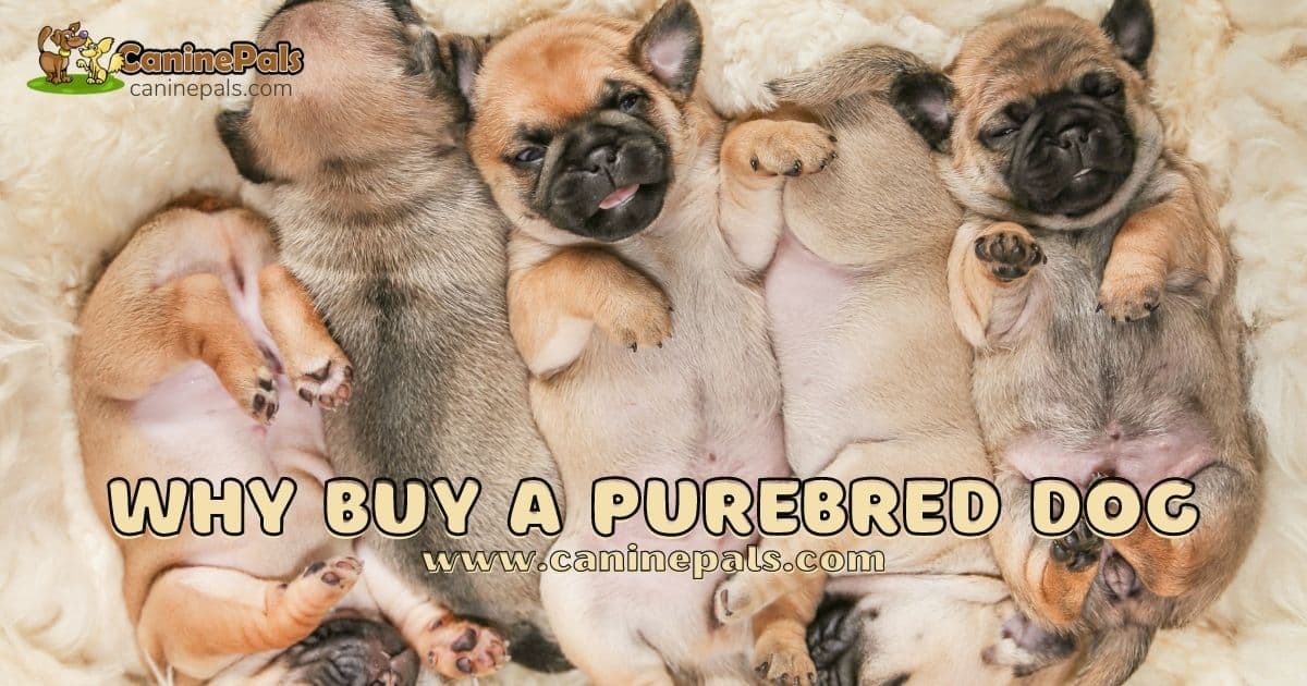 Why Buy a Purebred Dog