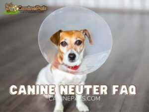 Canine Neuter FAQ