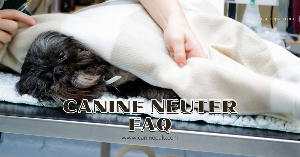 Canine Neuter FAQ