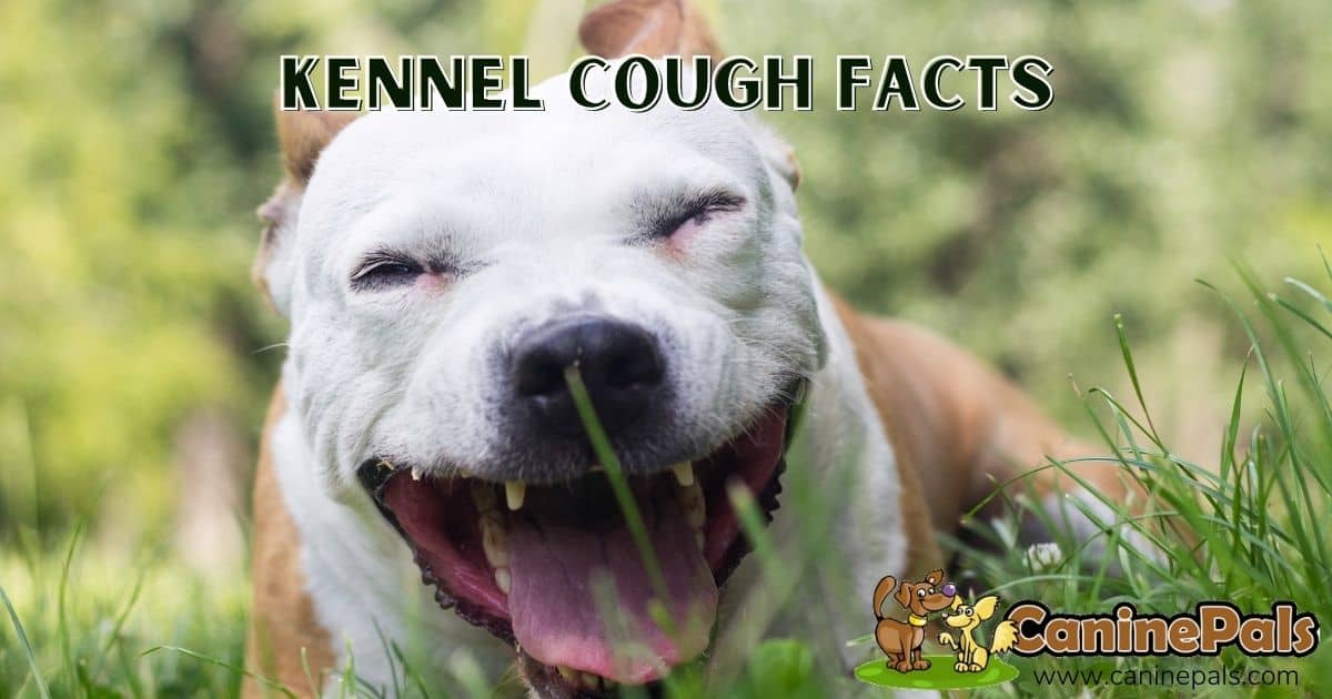 Kennel Cough Facts