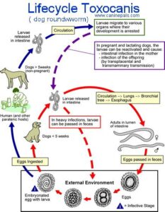 life cycle roundworm dog