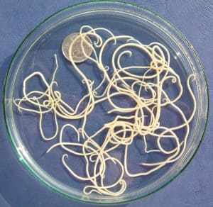 roundworm in dogs
