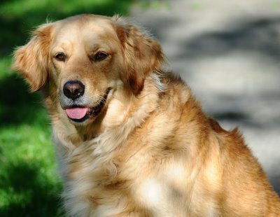 Flea and tick outlet medicine poisoning in dogs