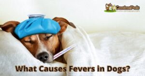 What Causes Fevers in Dogs?