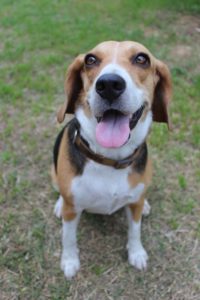 beagle dog