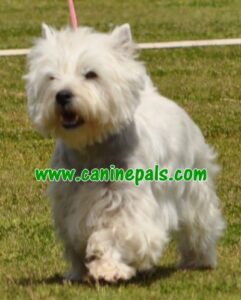 westhighlandwhite terrier dog
