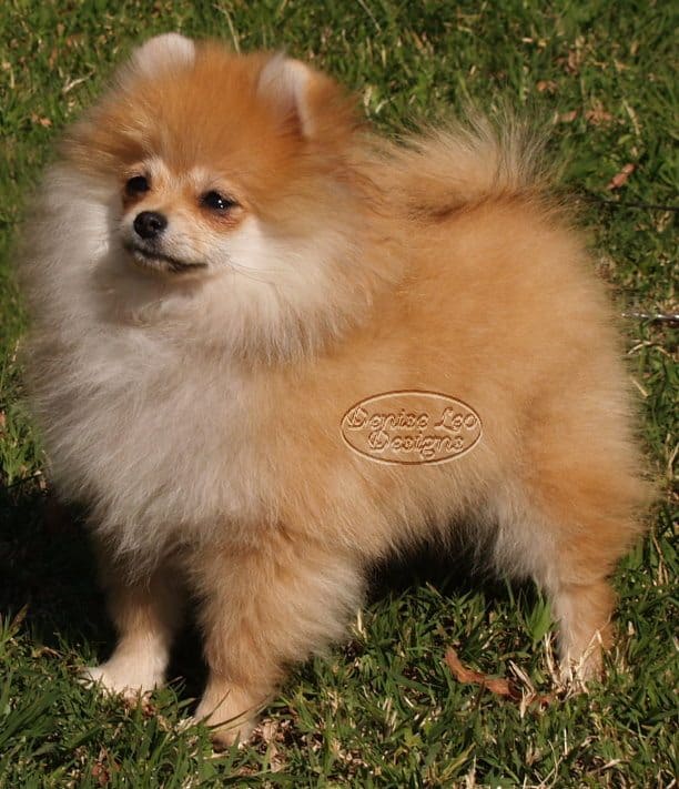 pomeranian puppy