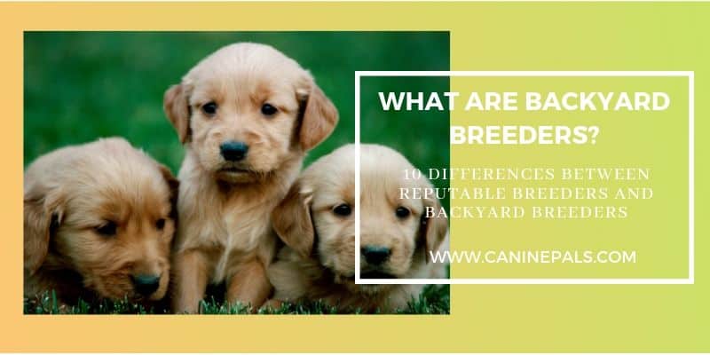 10 Differences between Reputable Breeders and Backyard Breeders