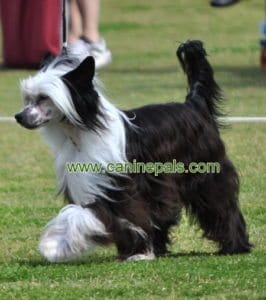 Chinese Crested dog Powder Puff