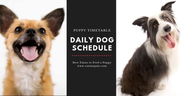 what is the best schedule for a puppy