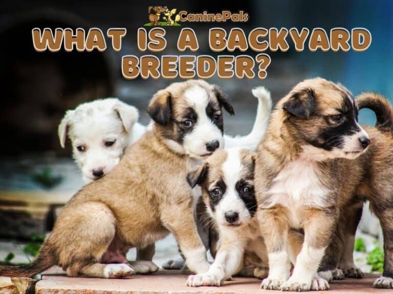 What is a Backyard Breeder? Find Out the Facts Canine Pals