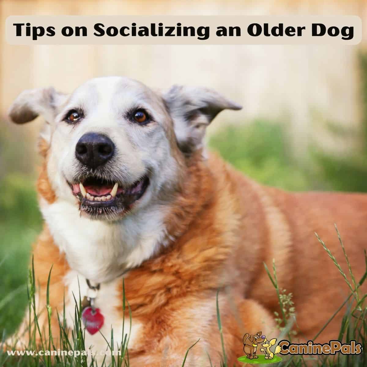 Tips on Socializing an Older Dog