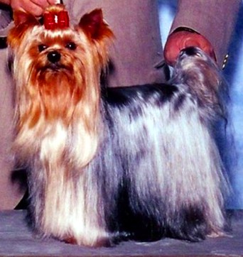 Yorkshire Terrier 