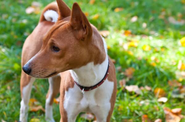 Basenji - an African dog.