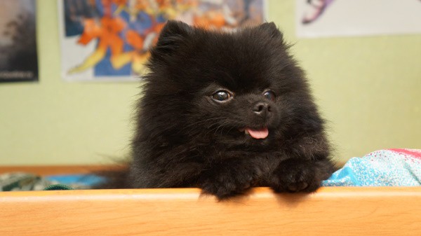 Black Pomeranian Puppy