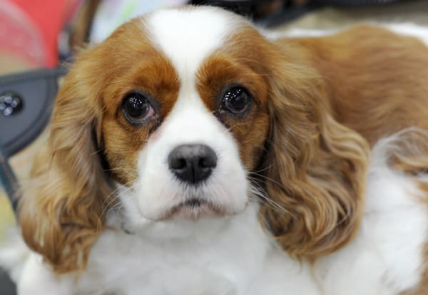 Cavalier King Charles Spaniel