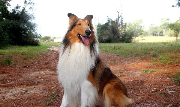 Collie Dog