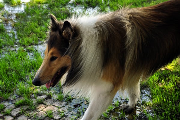 Collie Dog