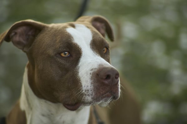 Staffordshire Bull Terrier