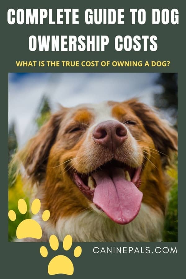 What is the true cost of owning a dog?