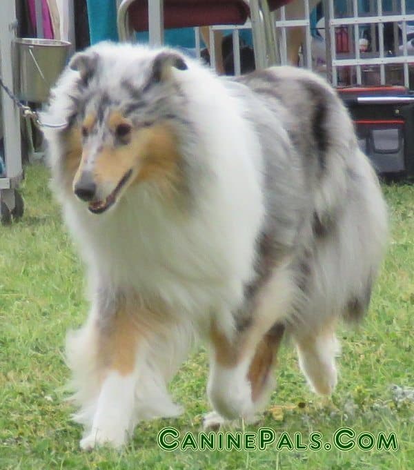 blue merle collie dog