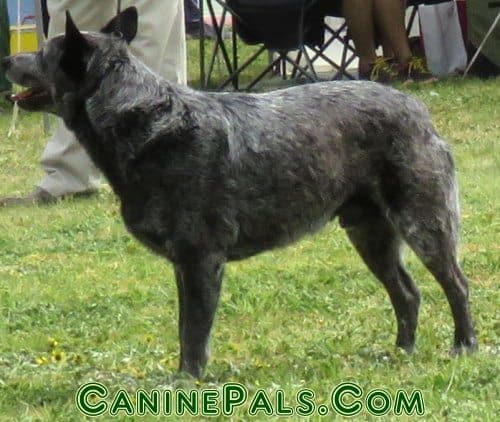 Australian Stumpy Tail Cattle Dog