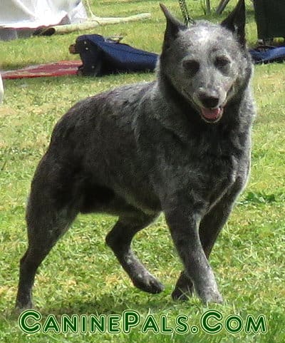 stumpytailed cattle dog