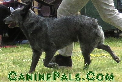 Australian Stumpy Tail Cattle Dog