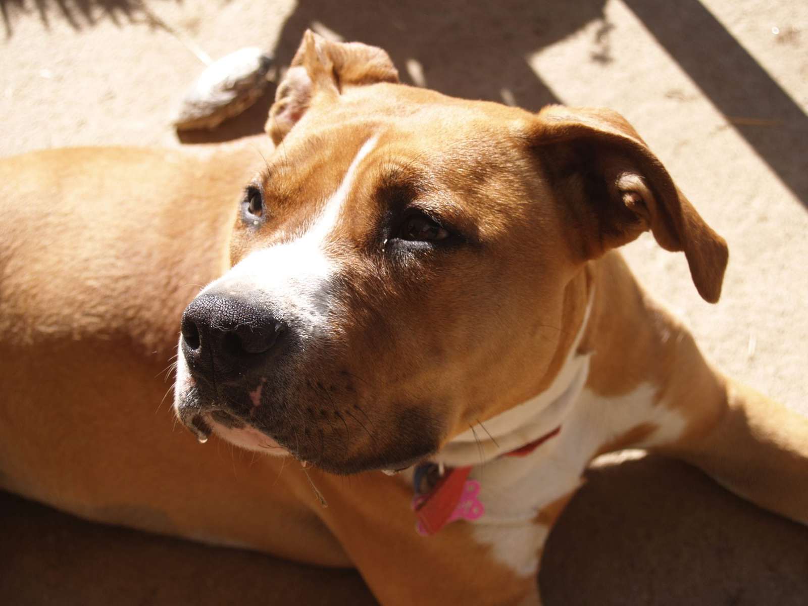 Why Dogs Get Cancer Canine Pals