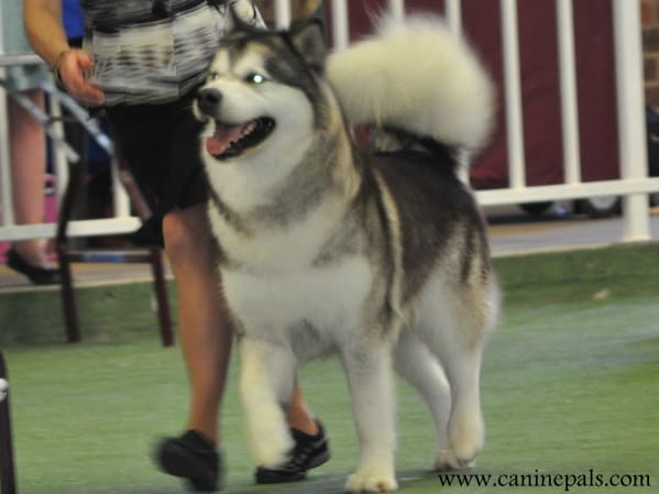 Alaskan Malamute