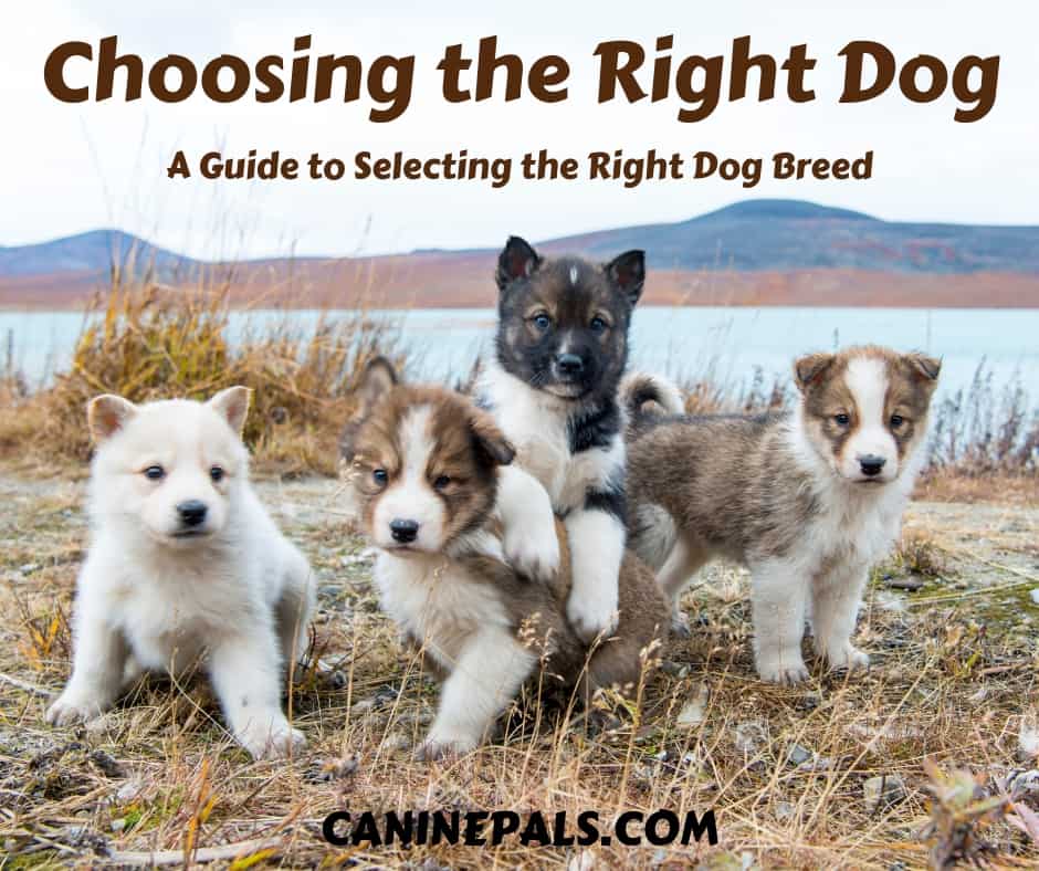 Choosing the Right Dog