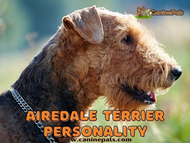 Airedale Terrier Personality