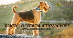 Airedale Terrier Personality and Characteristics