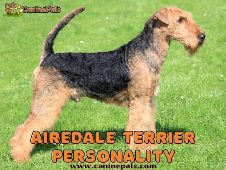 Discover Airedale Terrier Personality & Characteristics - Canine Pals
