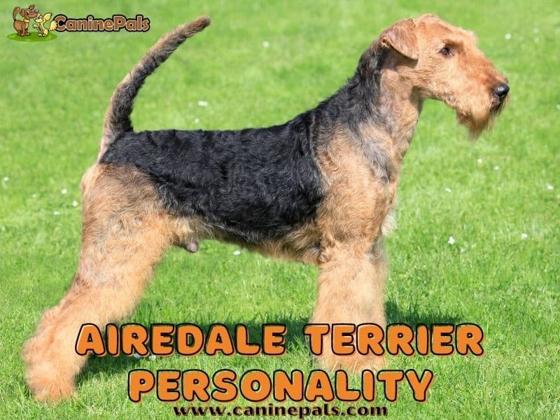 Airedale Terrier Personality