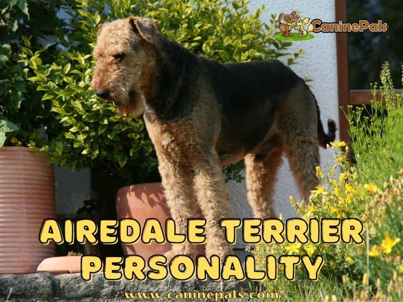 Airedale Terrier Personality