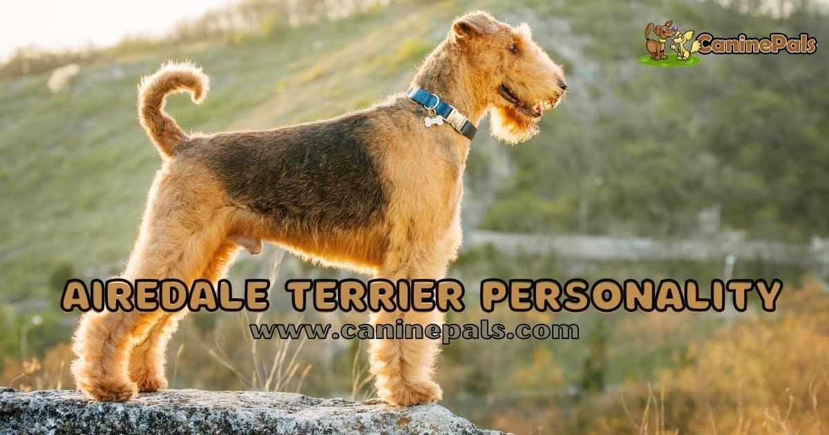 Airedale Terrier Personality