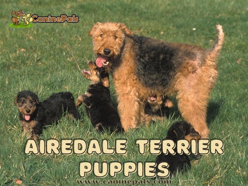 Airedale Terrier Puppies