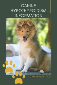 Canine Hypothyroidism Information
