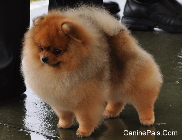 Pomeranian Dog