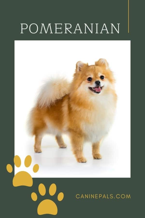 Pomeranian Dog