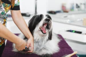 Clipping Dog's Nails