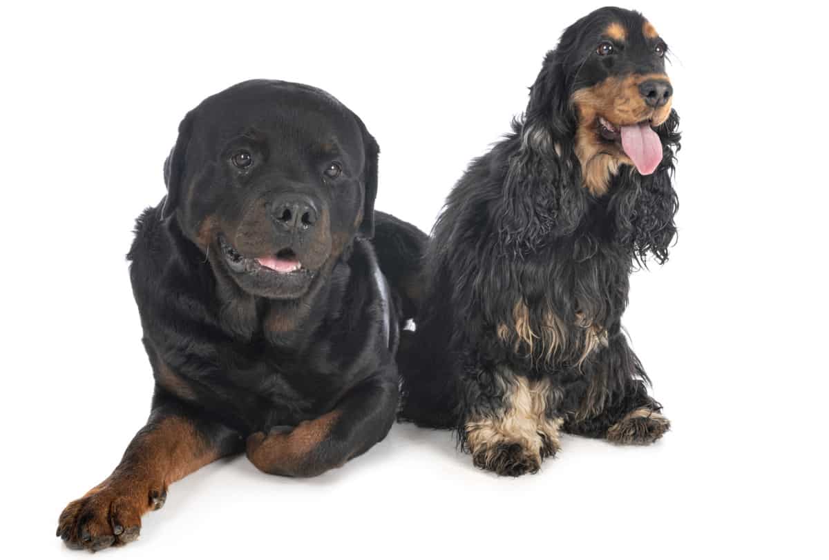 Cocker Spaniel and Rottweiler