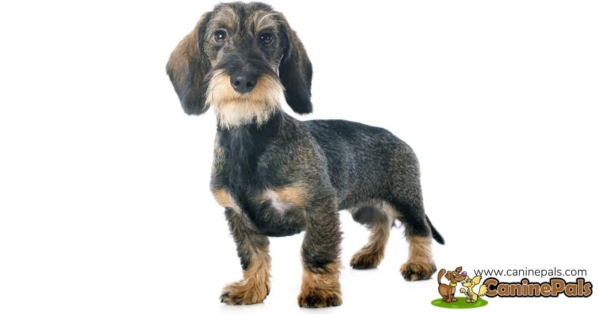 Puppy Wire-haired Dachshund