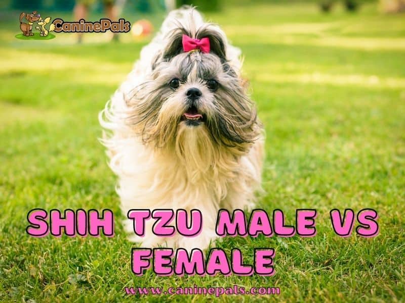 Shih Tzu Male VS Female