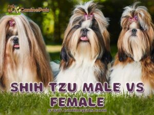 Shih Tzu Male VS Female