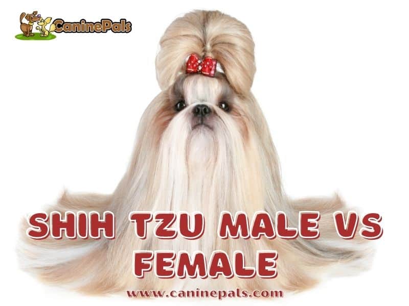 Shih Tzu Male VS Female